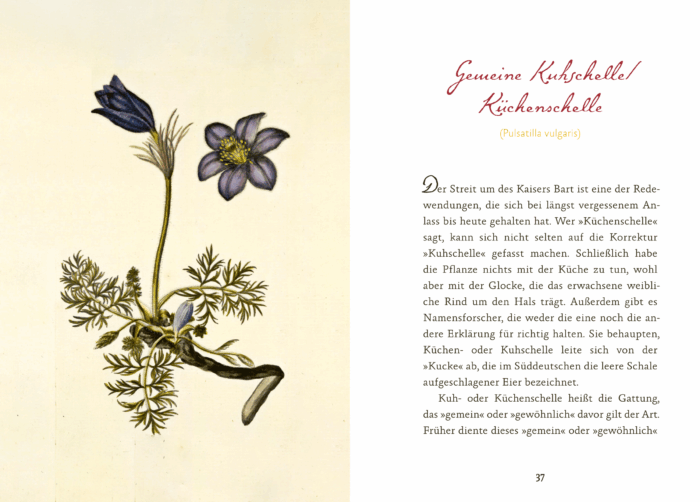 Eifeler Blüten-Lese – Bild 6