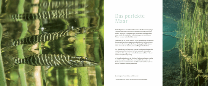Maare, Quellen, Wasserfälle - Die faszinierende Unterwasserwelt der Vulkaneifel – Bild 5